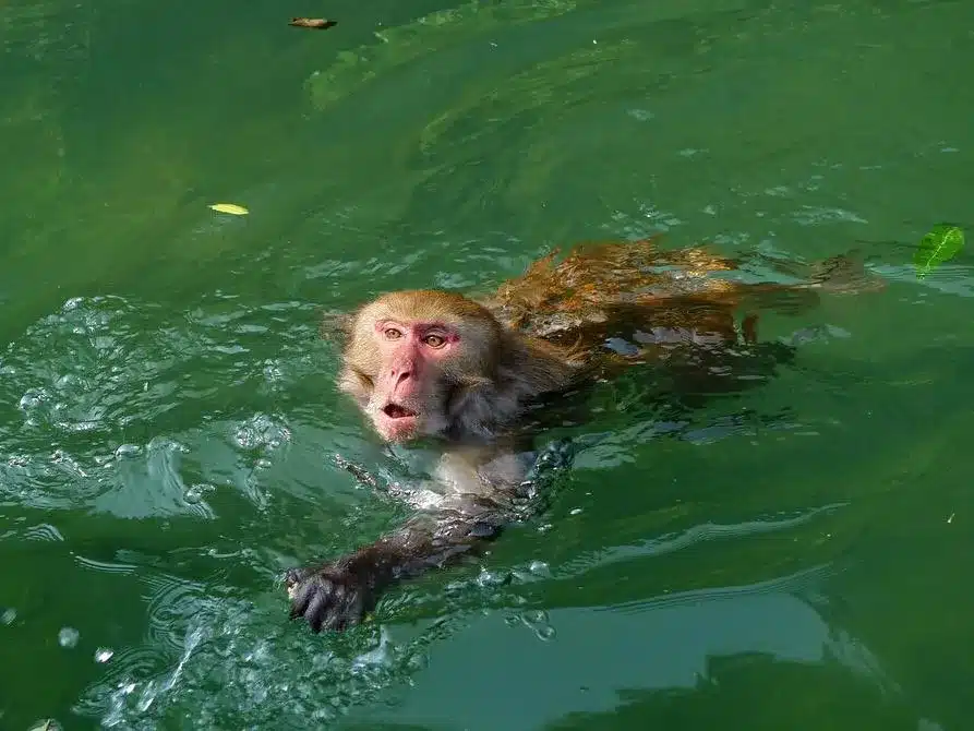 Водяная обезьяна