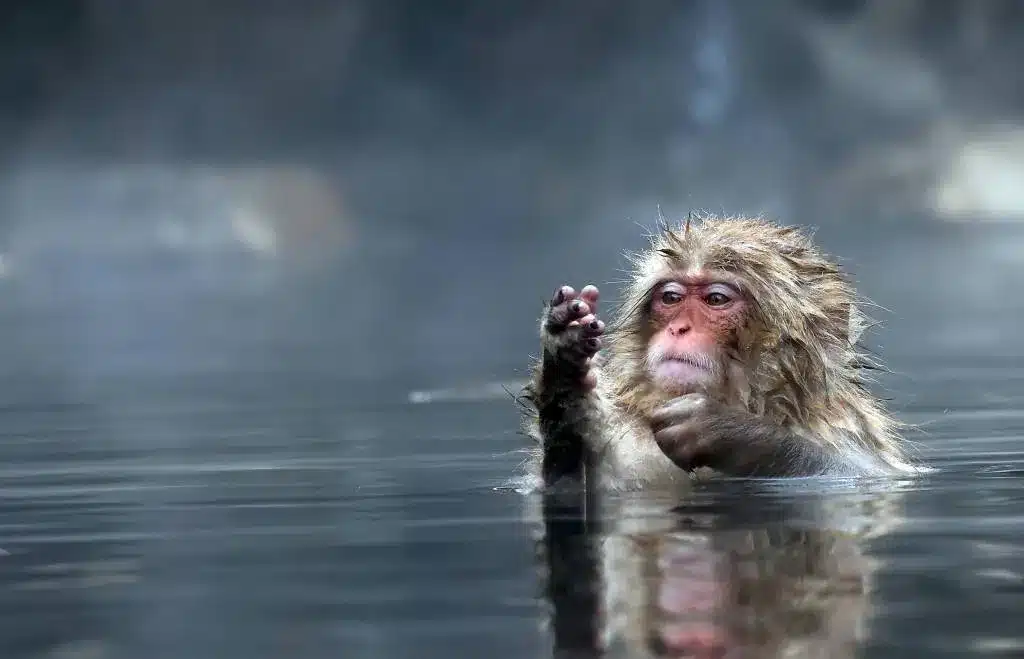 1992 год кого