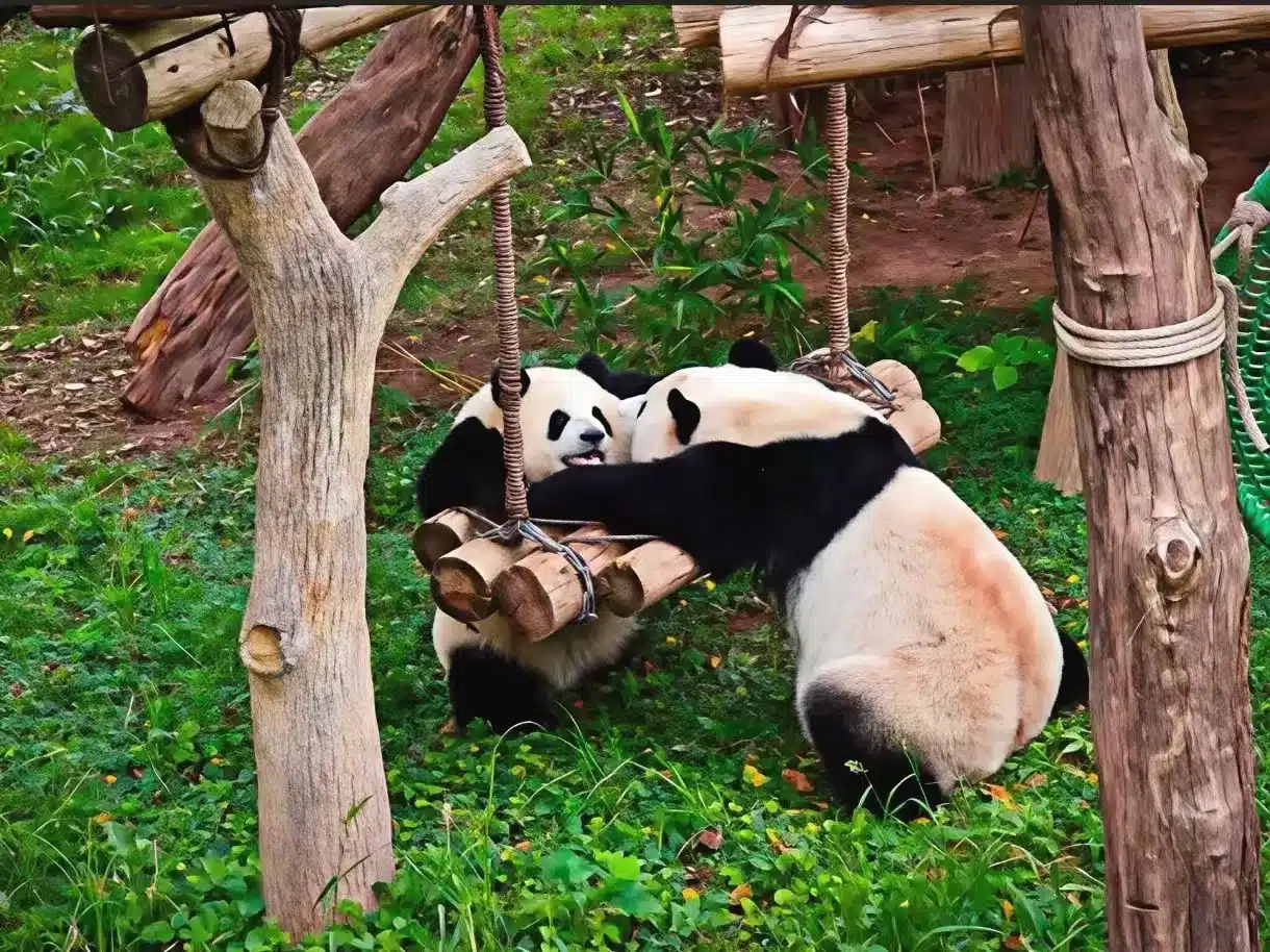 Чунцинский зоопарк